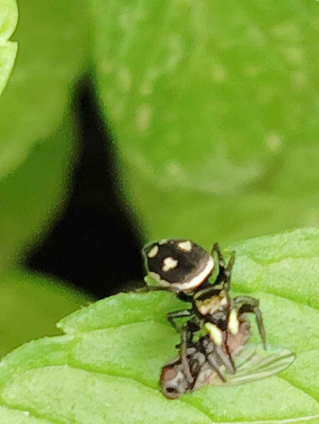 Heliophanus apiatus?