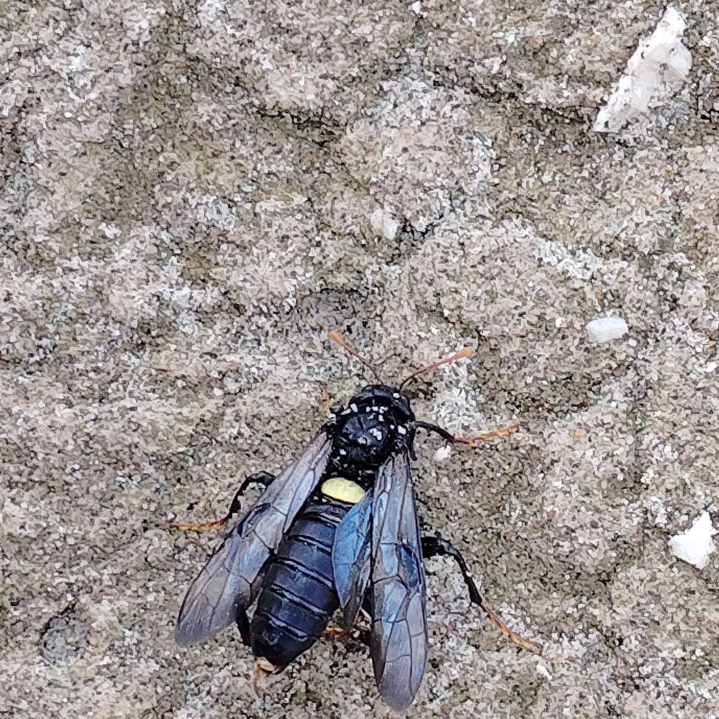 Grosso imenottero da identificare. Sp. Cimbex?