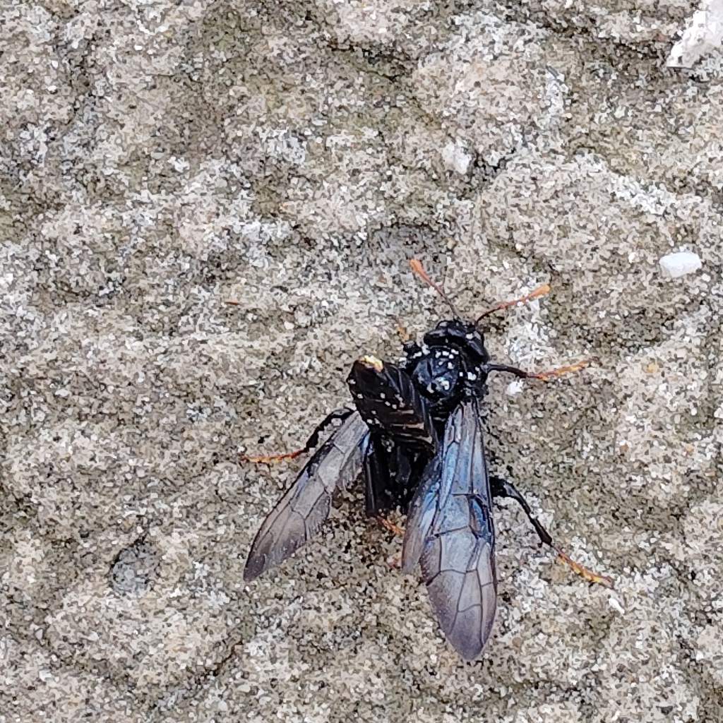 Grosso imenottero da identificare. Sp. Cimbex?