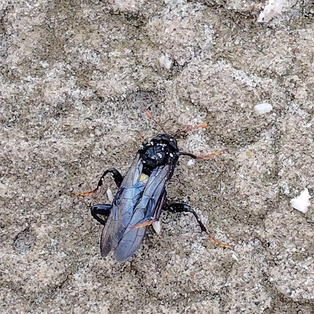 Grosso imenottero da identificare. Sp. Cimbex?