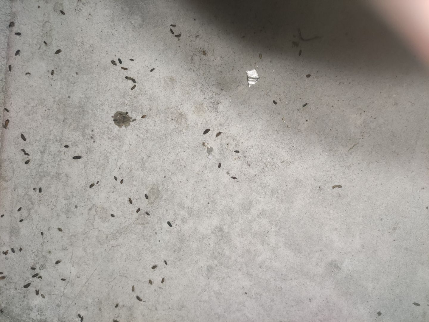 Feci di topo (?)