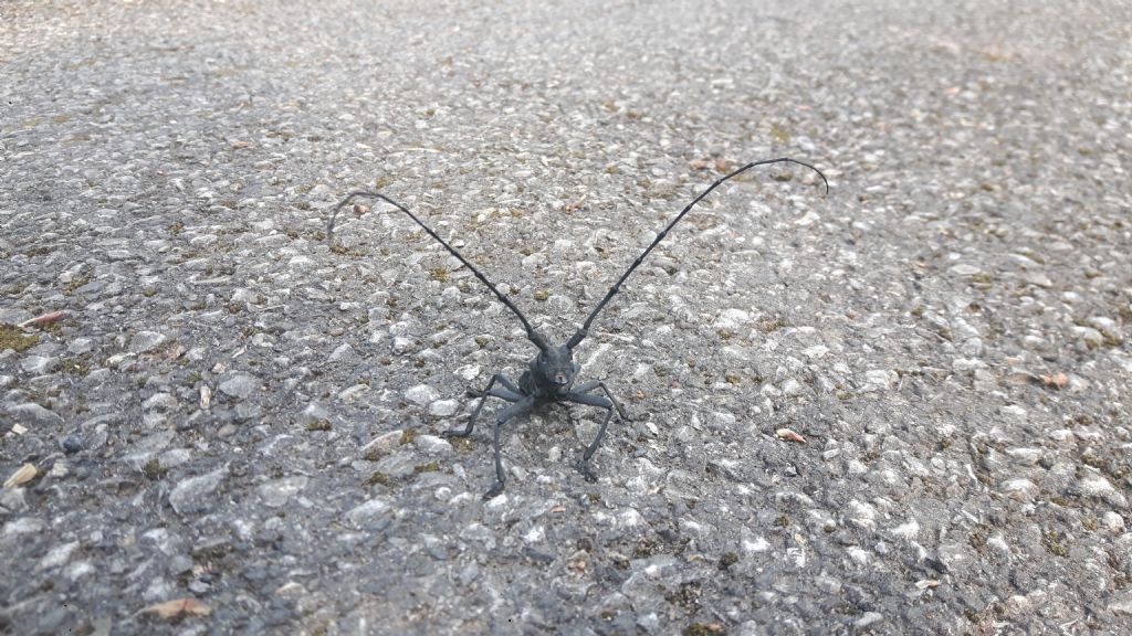 Cerambyx sp. No, maschio di Morimus asper asper