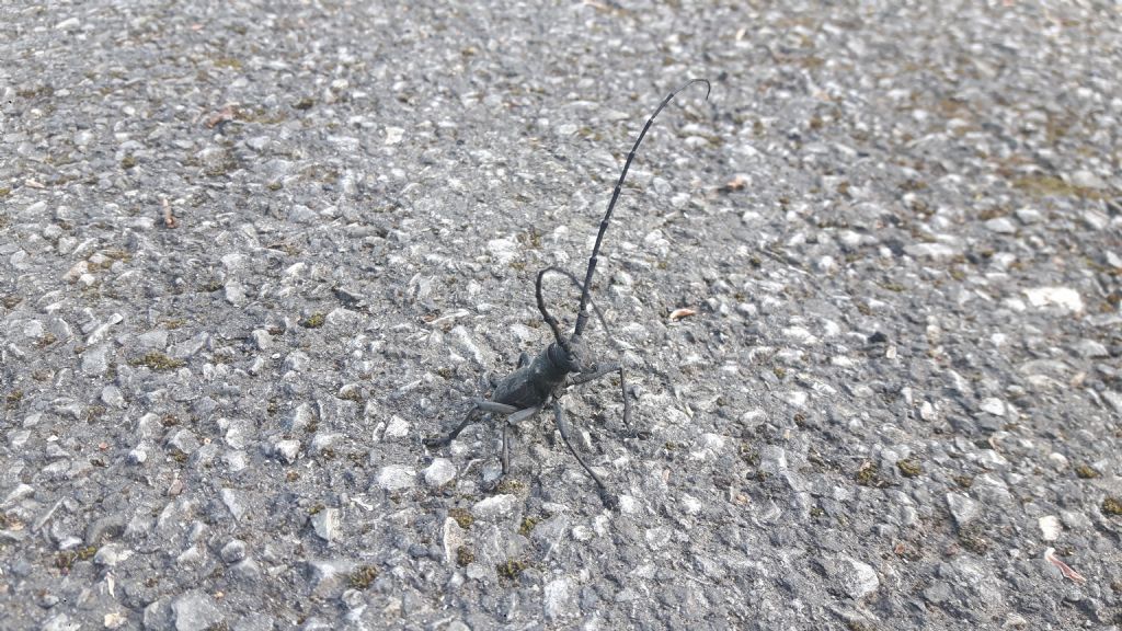 Cerambyx sp. No, maschio di Morimus asper asper