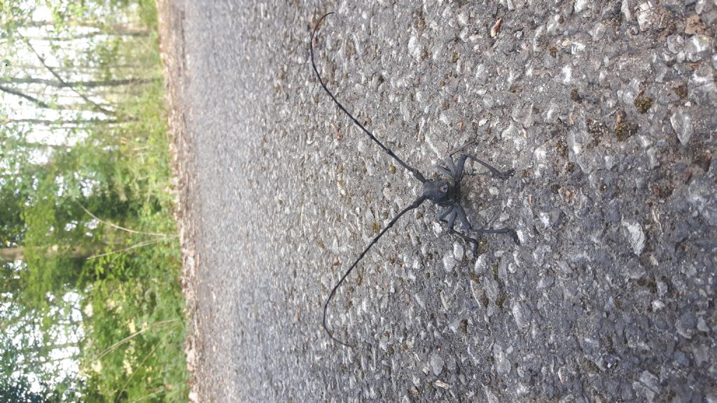 Cerambyx sp. No, maschio di Morimus asper asper