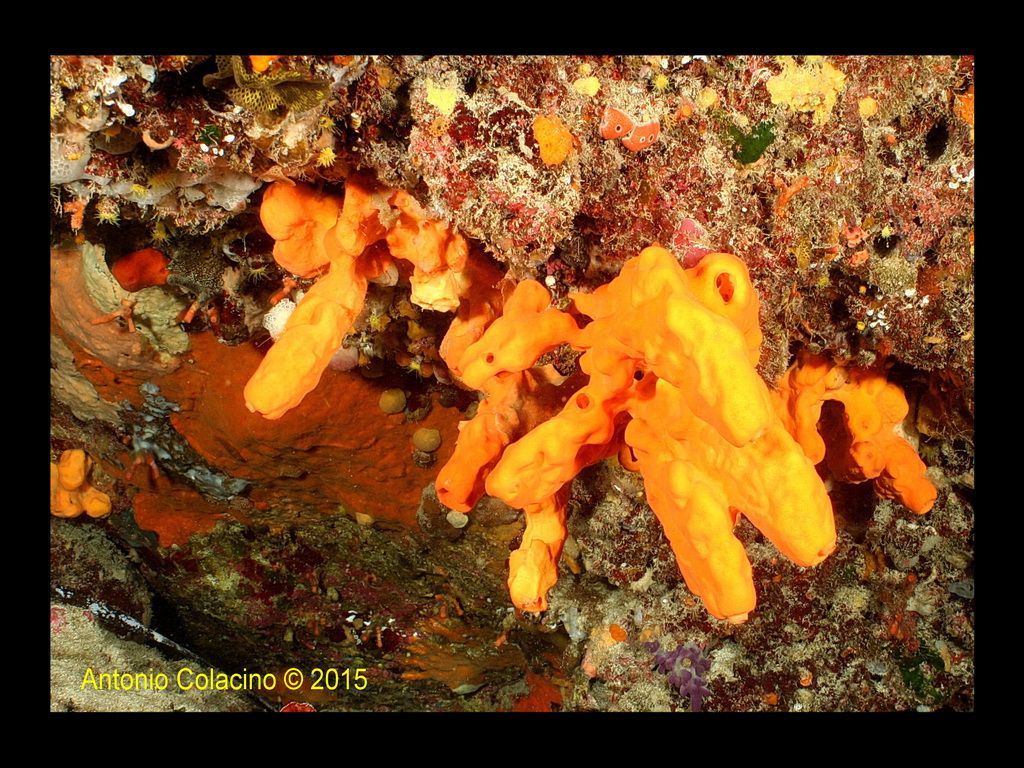 Agelas oroides (Schmidt, 1864)