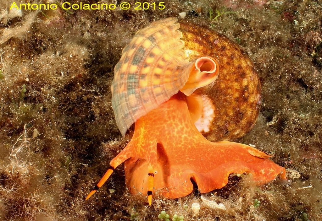 Charonia lampas (Linnaeus,1758)