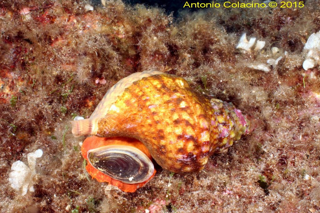 Charonia lampas (Linnaeus,1758)