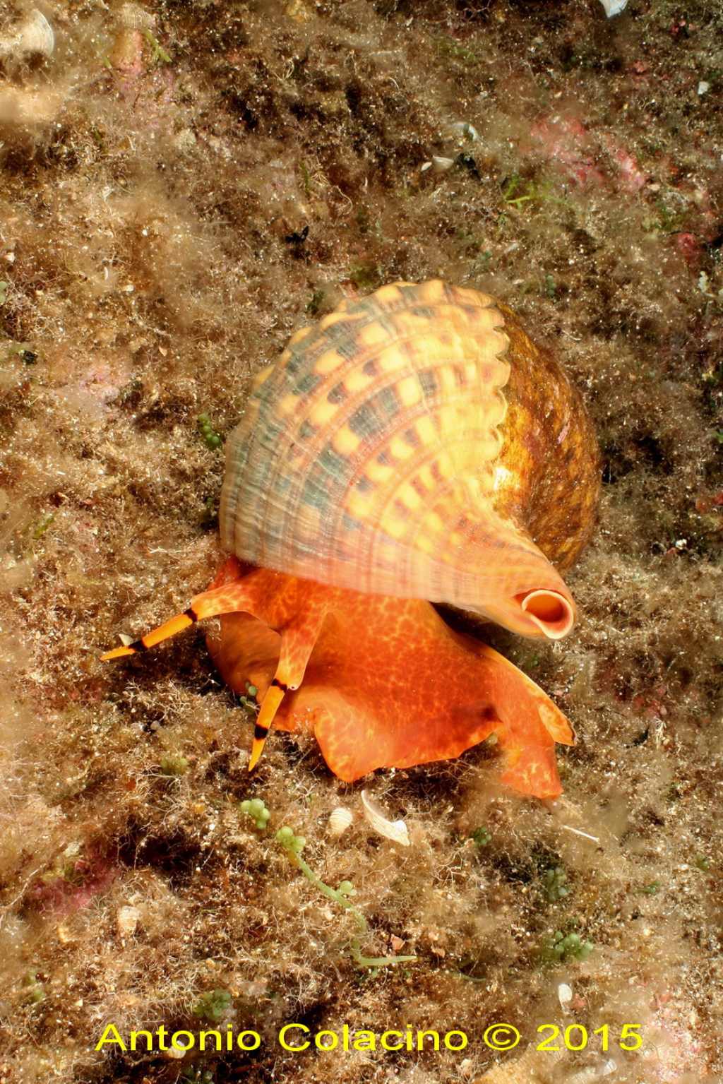 Charonia lampas (Linnaeus,1758)