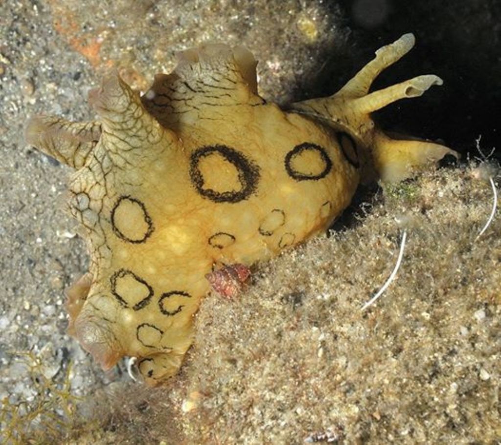 Aplysia dactylomela, primo avvistamento a La Maddalena