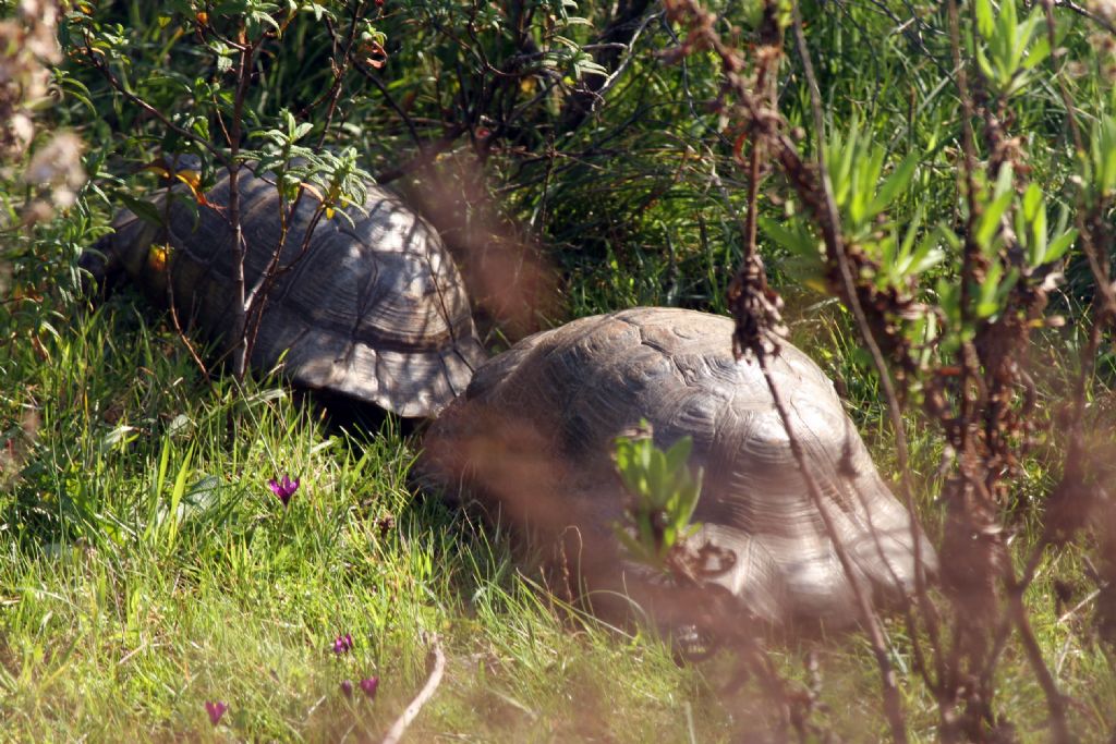 Testudo marginata Schoepff, 1792 -Accoppiamento