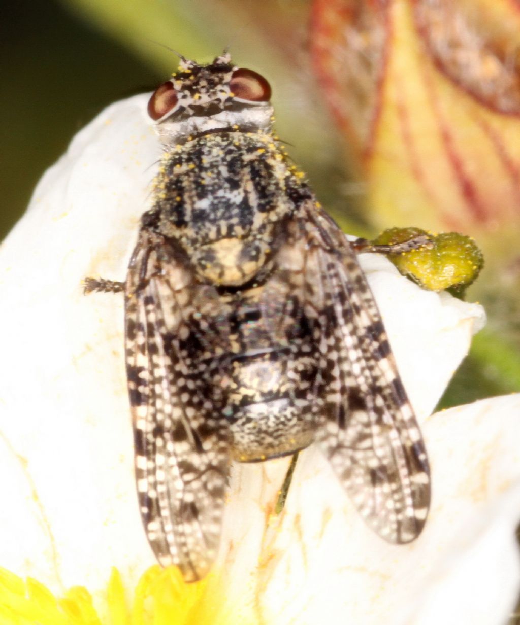 Platystoma lugubre (Platystomidae)