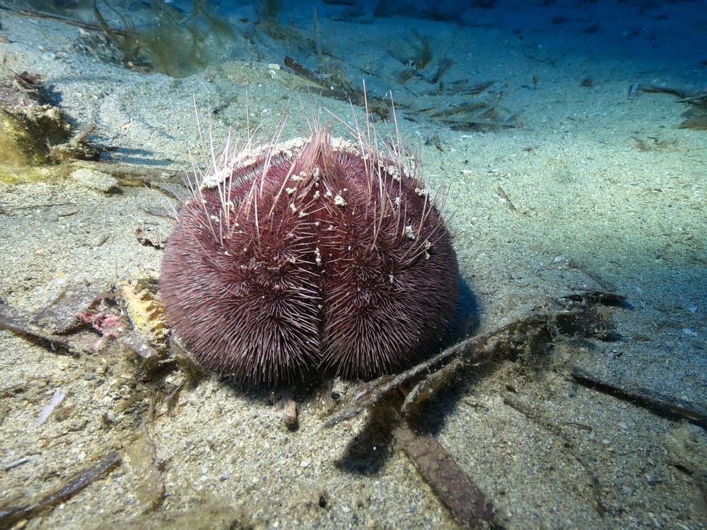 Spatangus purpureus