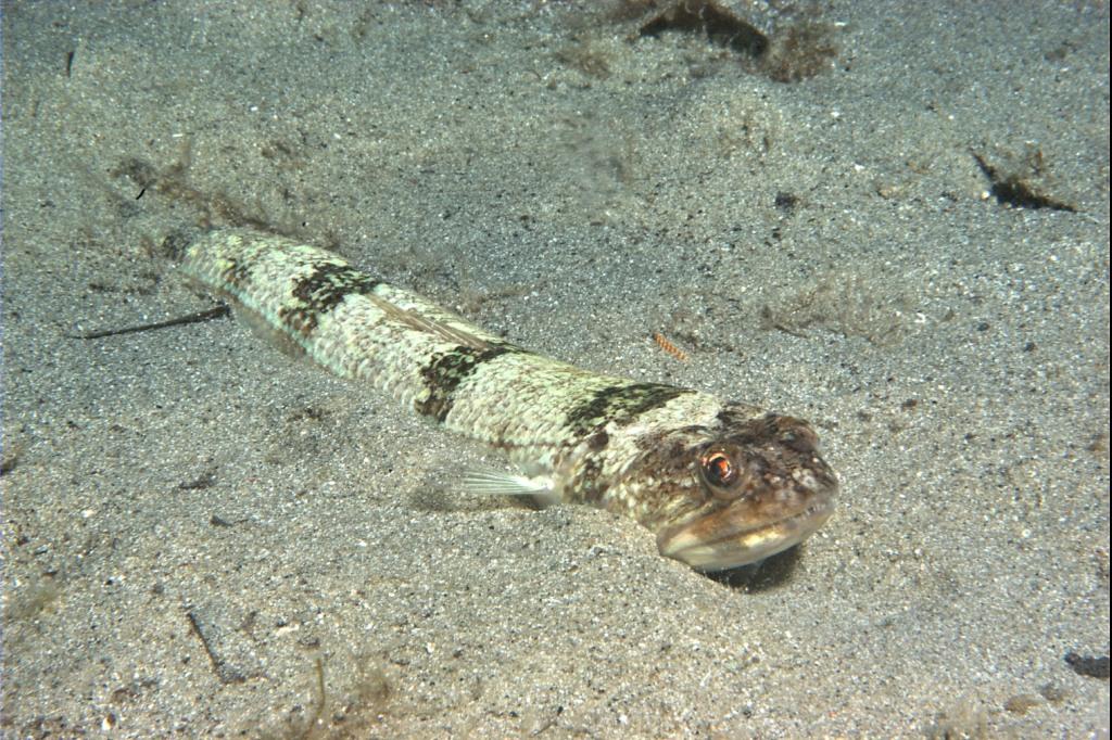 Synodus saurus  (Linnaeus,1758)