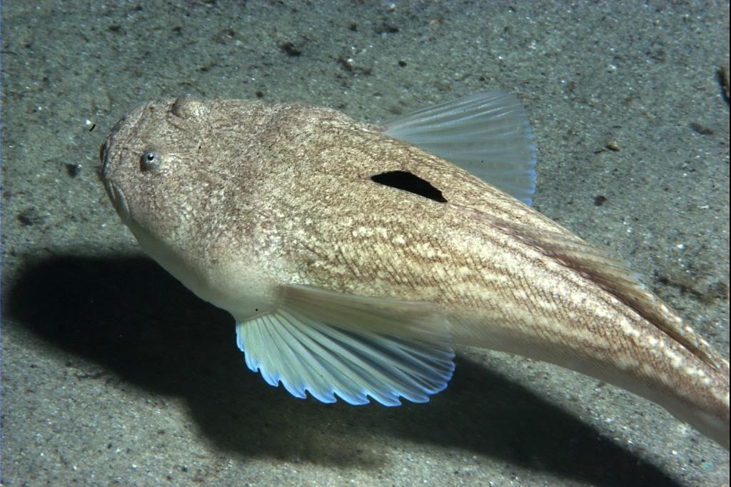 Uranoscopus scaber (Linnaeus, 1758)