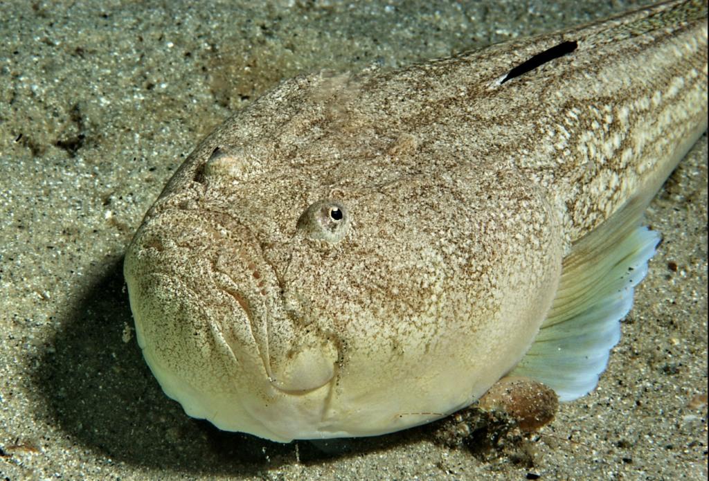 Uranoscopus scaber (Linnaeus, 1758)