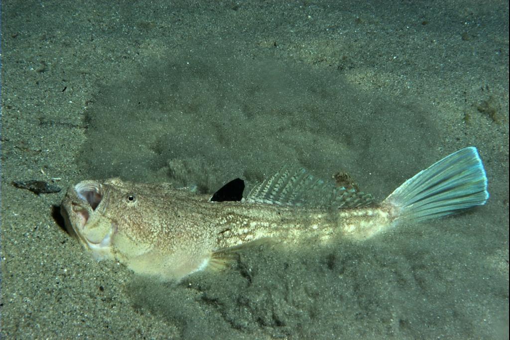 Uranoscopus scaber (Linnaeus, 1758)
