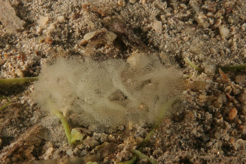 Melibe viridis (Kelaart, 1858)