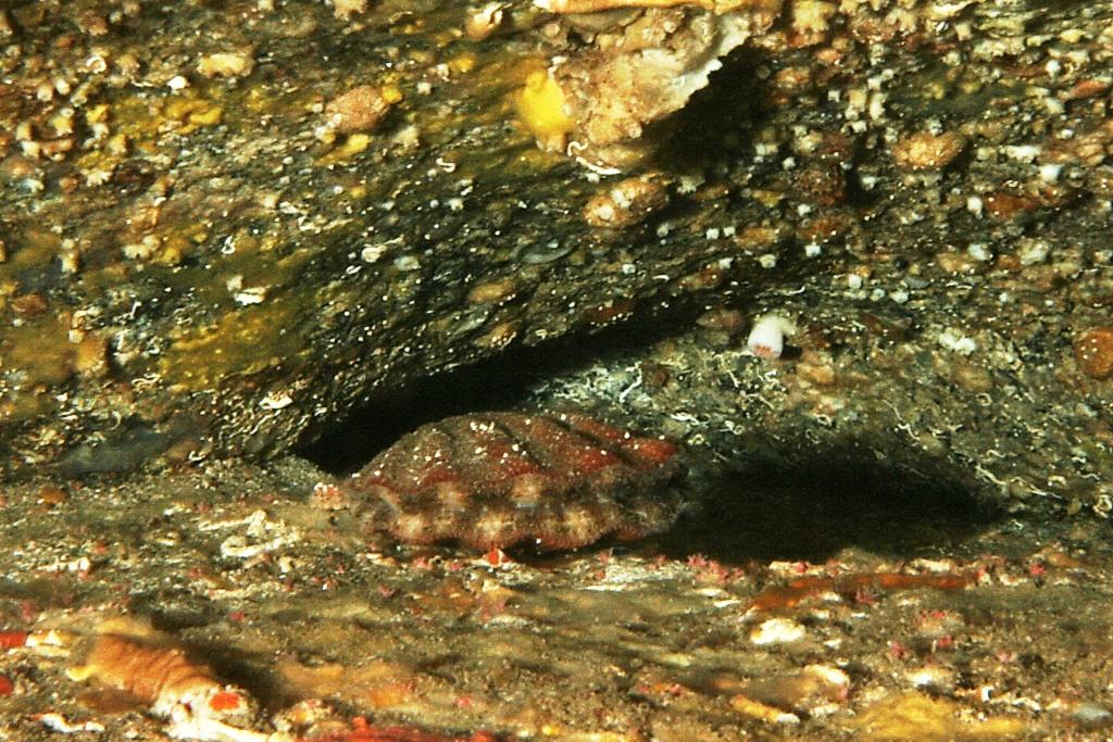Bivalve da identificare