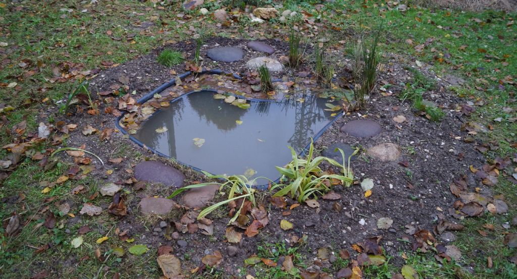 Piccolo stagno nel giardino