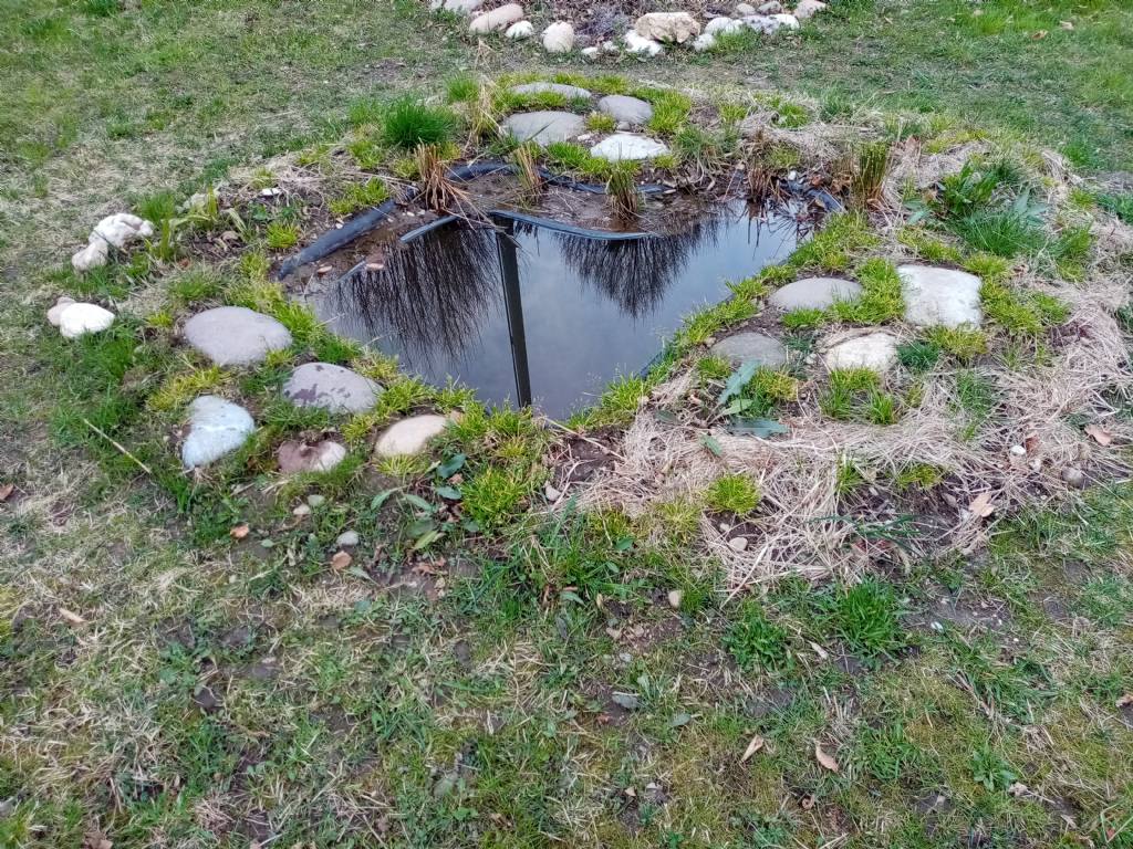 Piccolo stagno nel giardino