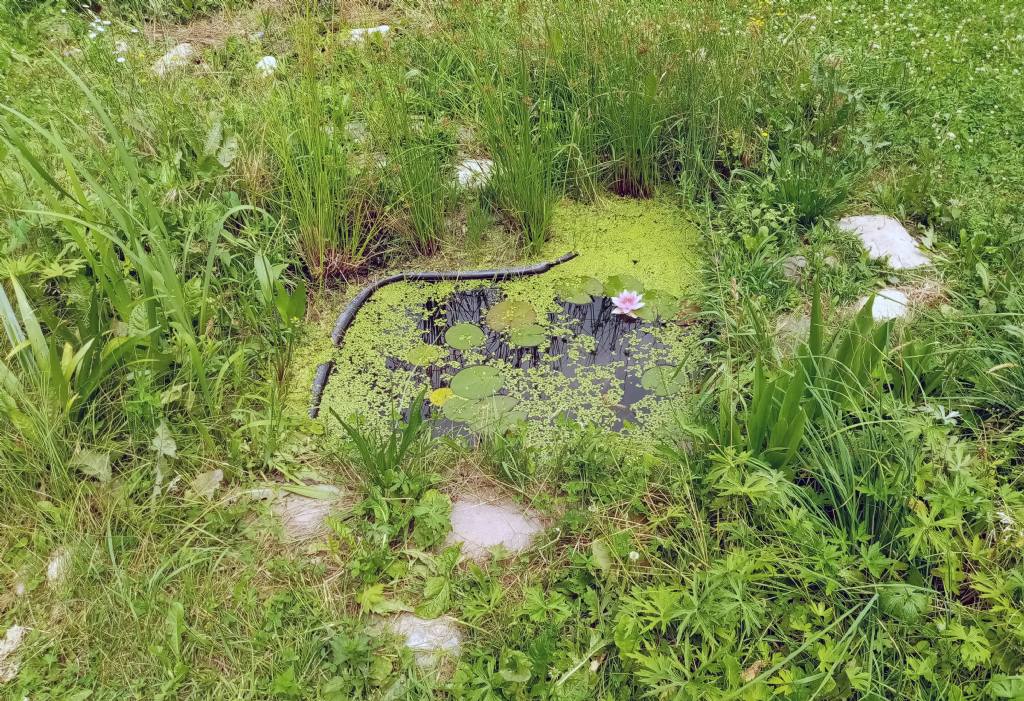 Piccolo stagno nel giardino