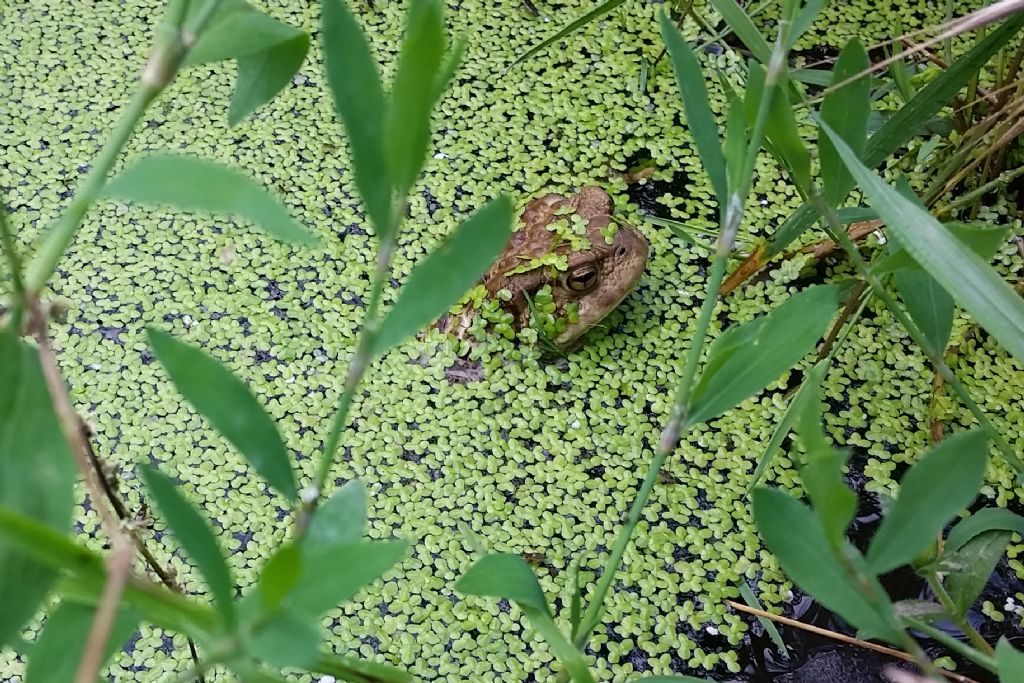 Piccolo stagno nel giardino