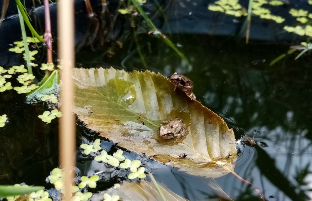 Piccolo stagno nel giardino