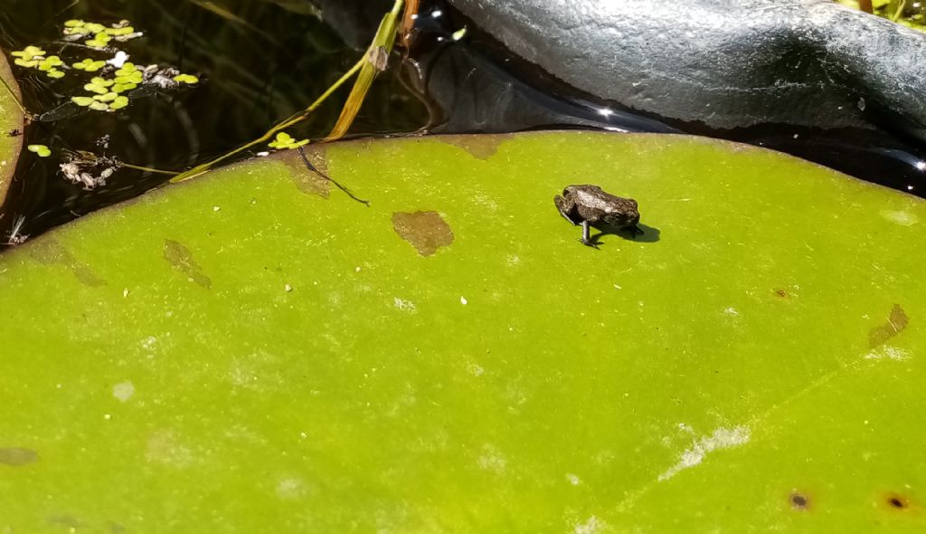 Piccolo stagno nel giardino