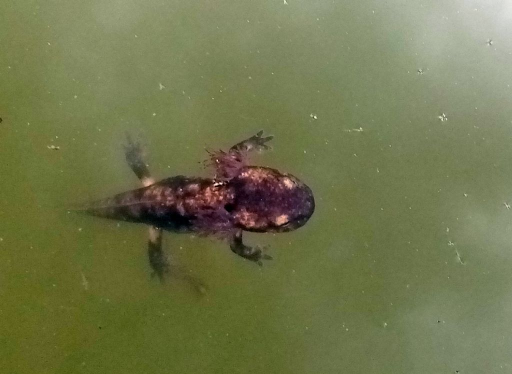 Piccolo stagno nel giardino