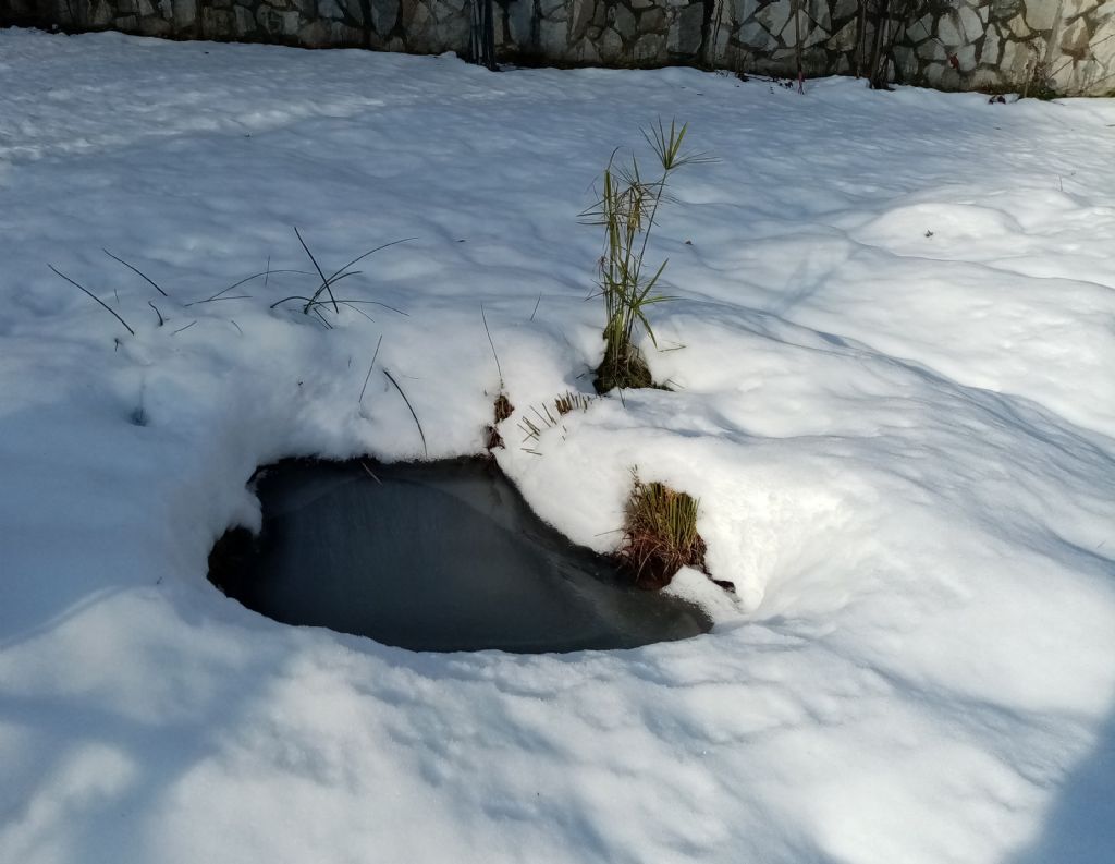 Piccolo stagno nel giardino