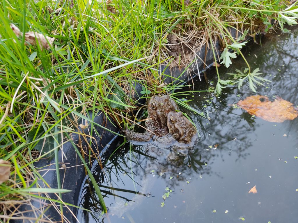 Piccolo stagno nel giardino