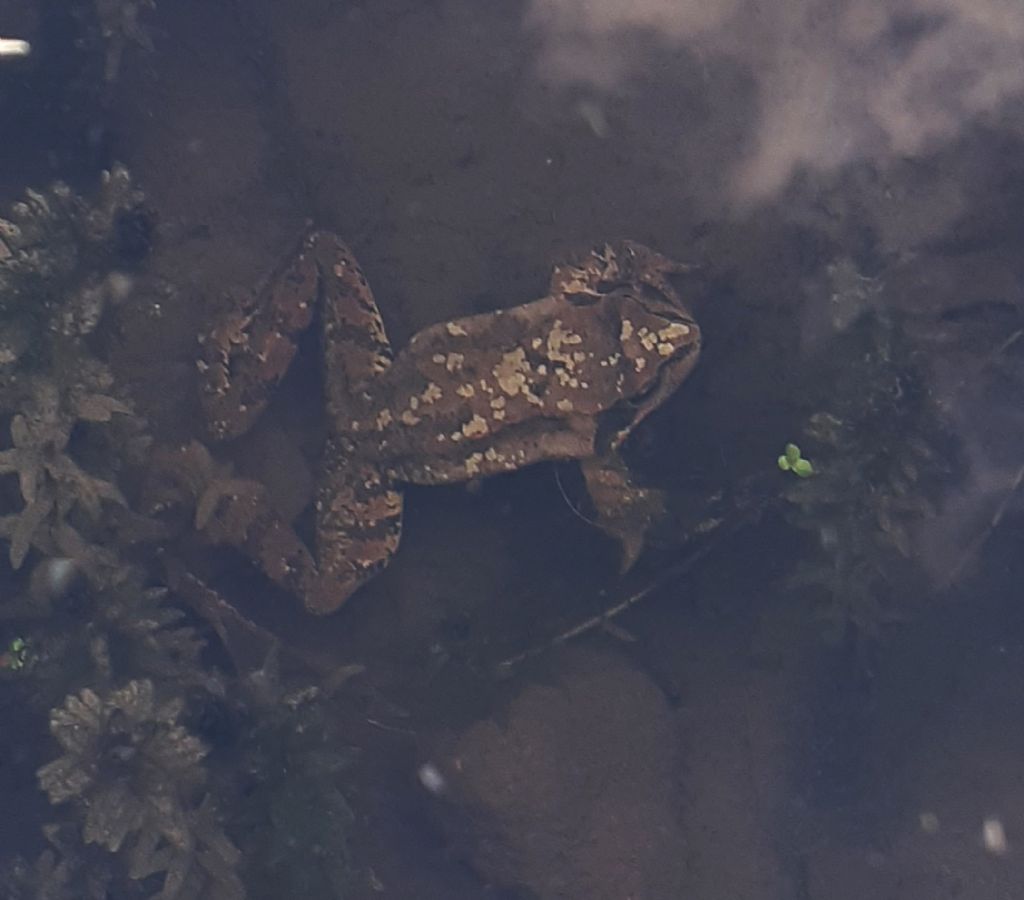 Piccolo stagno nel giardino