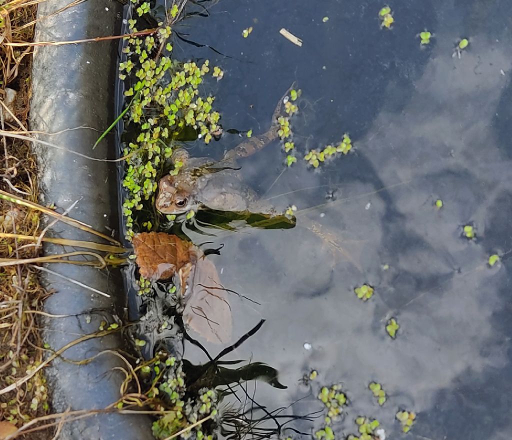 Piccolo stagno nel giardino