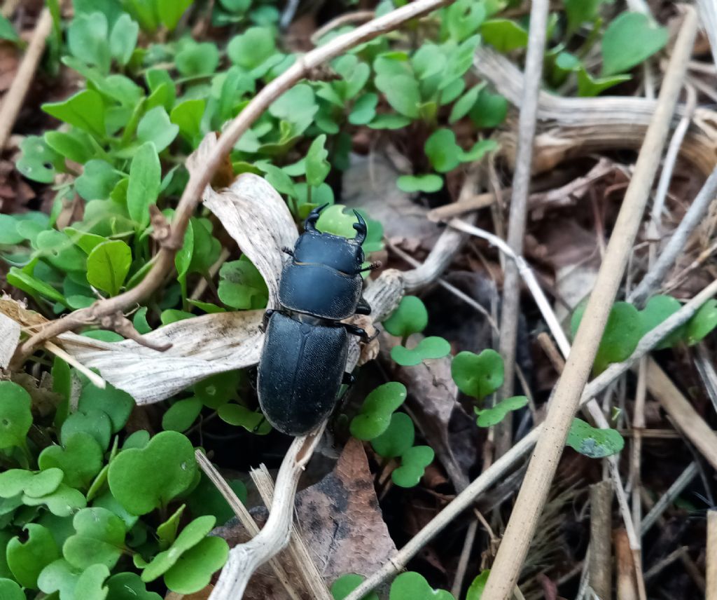 Lucanidae: Dorcus parallelipipedus, maschio