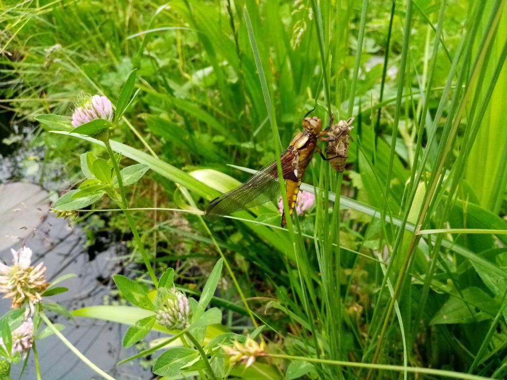 Piccolo stagno nel giardino