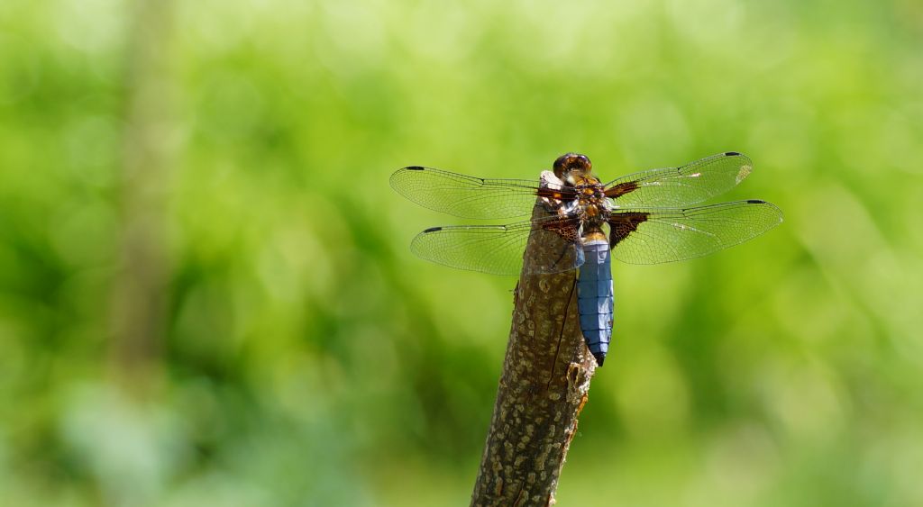 Piccolo stagno nel giardino