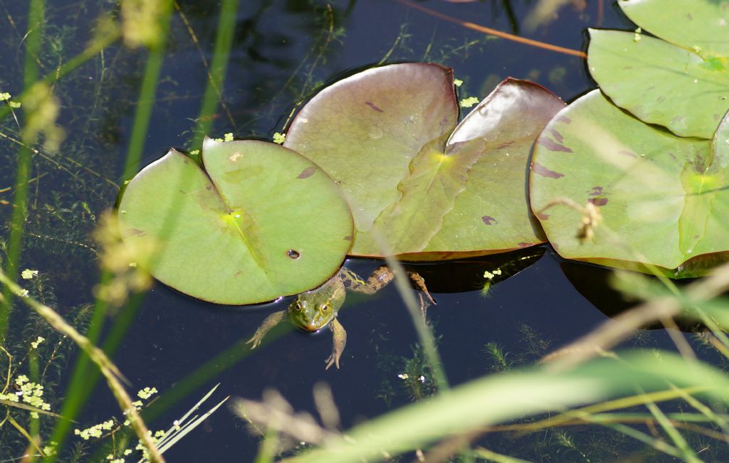 Piccolo stagno nel giardino