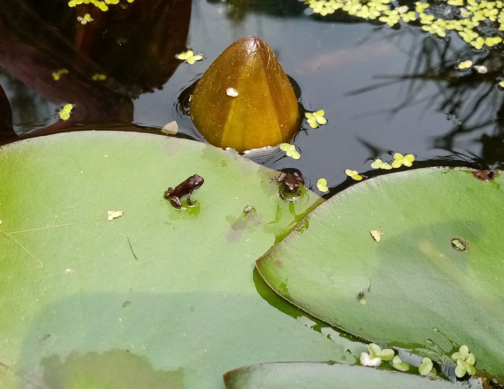 Piccolo stagno nel giardino