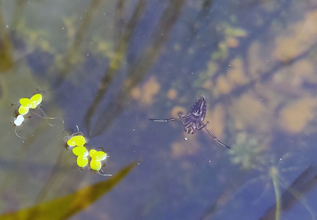 Piccolo stagno nel giardino