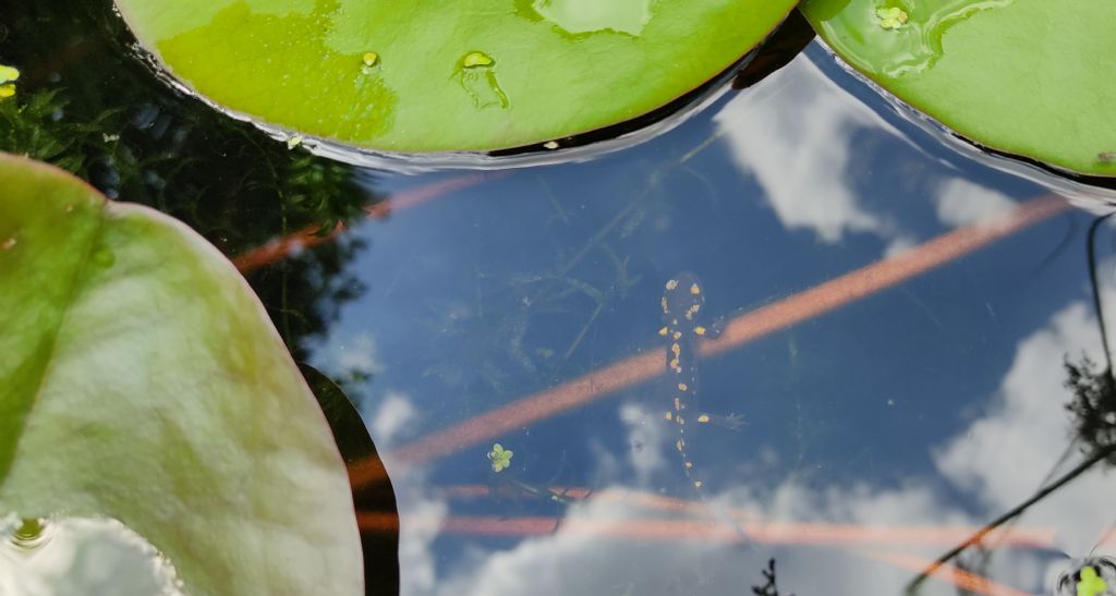 Piccolo stagno nel giardino