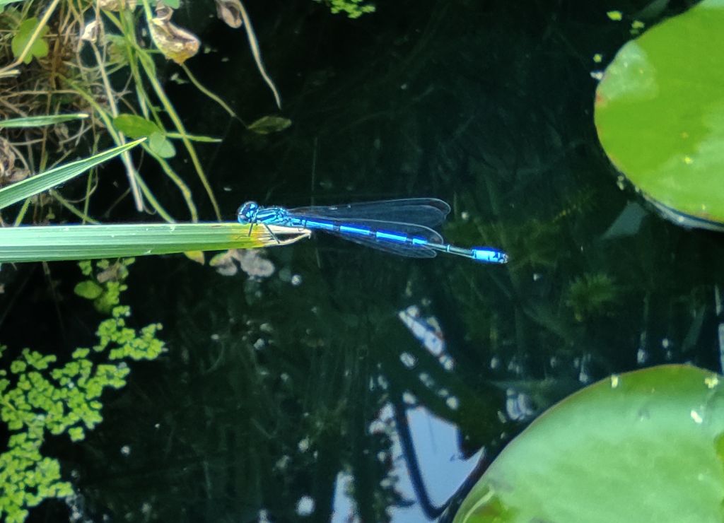 Piccolo stagno nel giardino