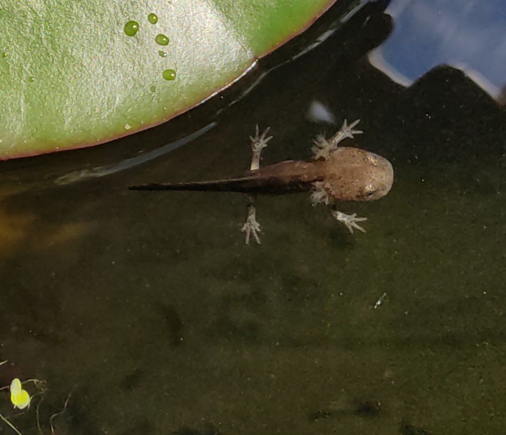 domanda - larva Ichthyosaura alpestris apuana