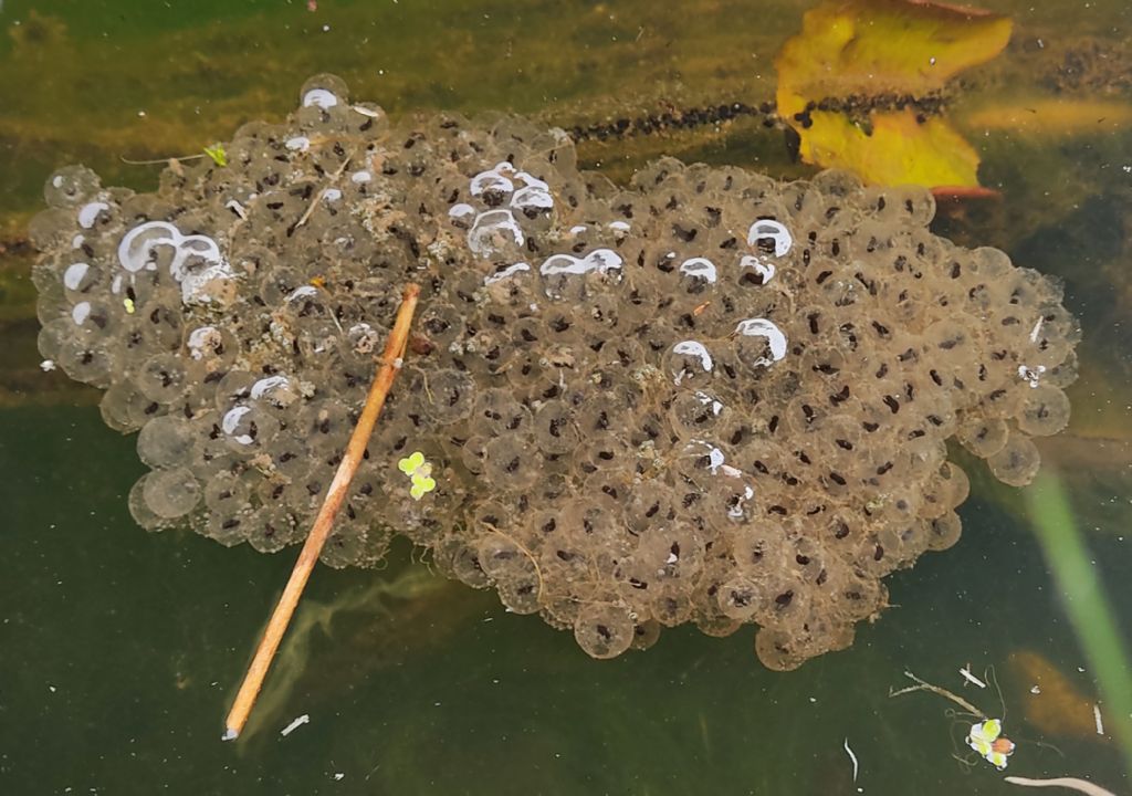 Piccolo stagno nel giardino