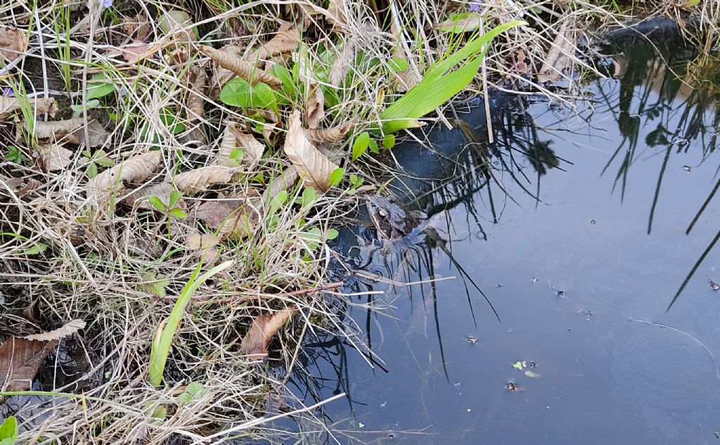 Piccolo stagno nel giardino