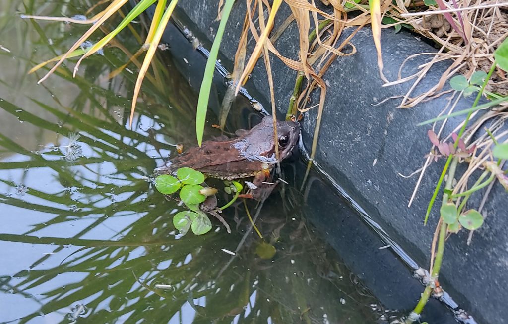 Piccolo stagno nel giardino