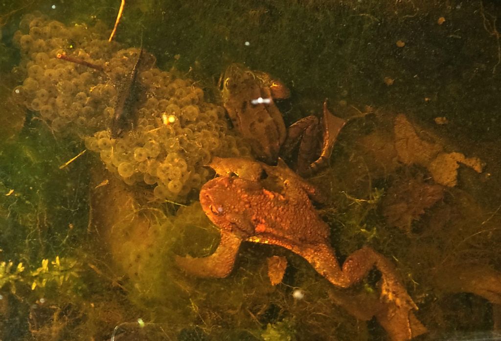 Piccolo stagno nel giardino