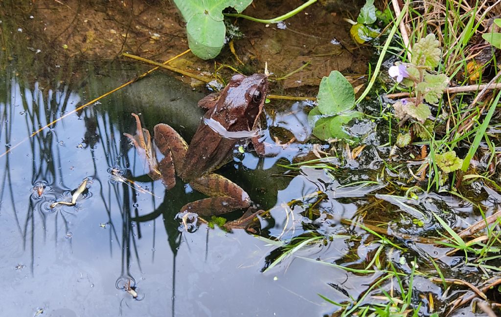 Piccolo stagno nel giardino