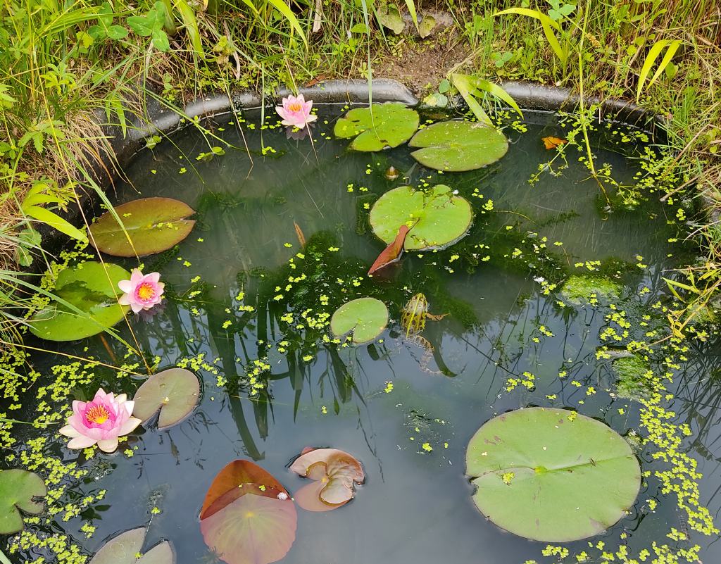 Piccolo stagno nel giardino