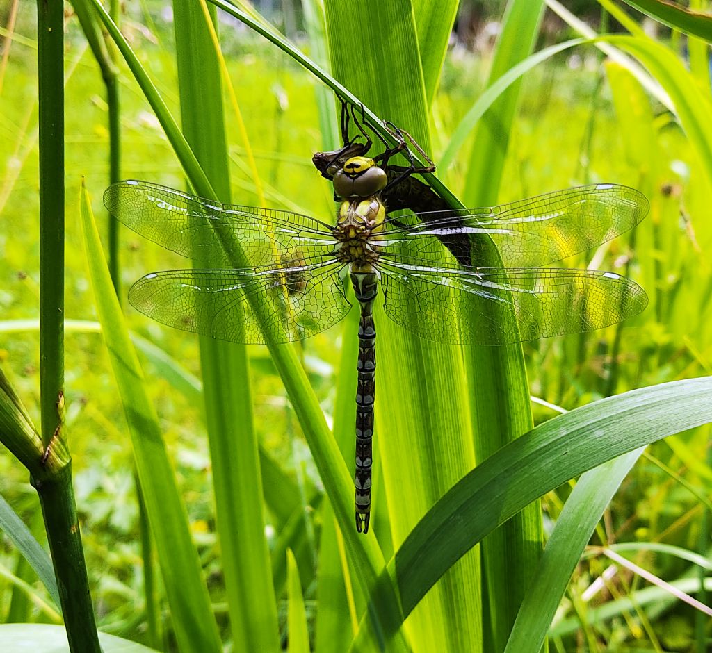 Piccolo stagno nel giardino