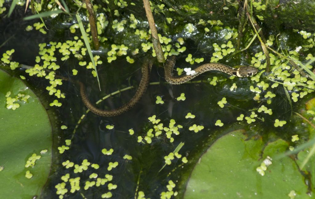 Piccolo stagno nel giardino